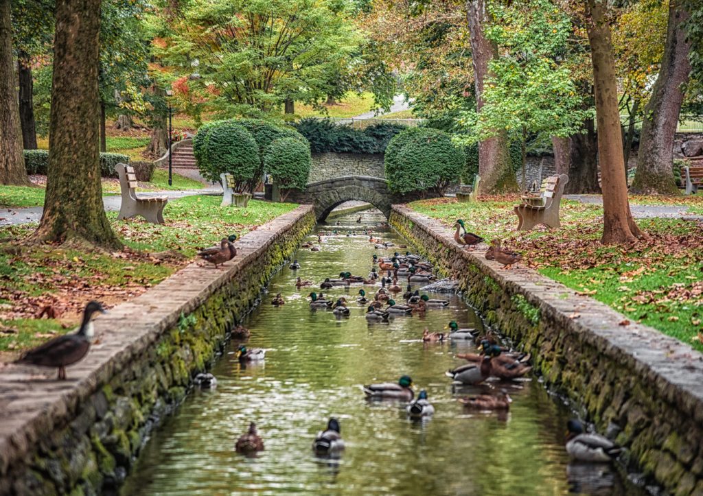 Ducks in spring water in Lititz Springs Park